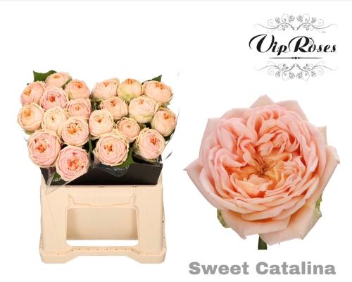 Rosa grootbloemig Sweet Catalina+