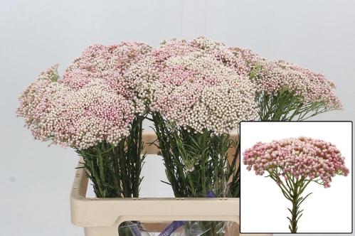 Ozothamnus 'Cooks Tall Pink'