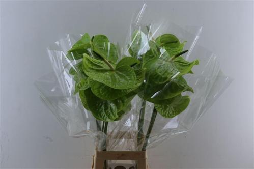 Anthurium (Andreanum Grp) Grand Slam