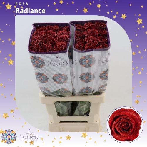 Rosa grootbloemig kleurbehandeld H%