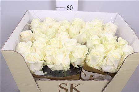 Rosa grootbloemig Avalanche+