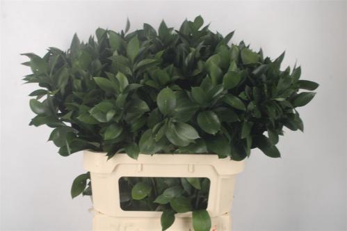 Ruscus hypophyllum (groot blad)
