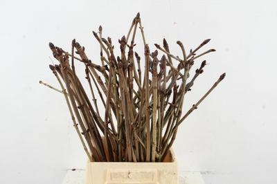 Kastanje-tak (Aesculus)