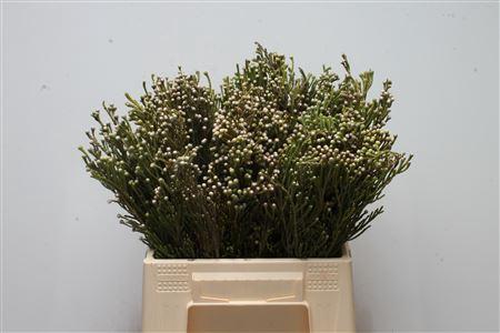 Brunia noduliflora