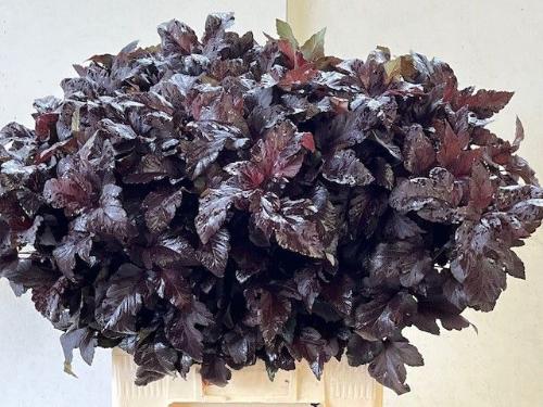 Physocarpus opulifolius 'Diabolo'