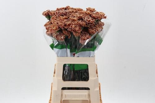 Dianthus standaard kleurbehandeld H%