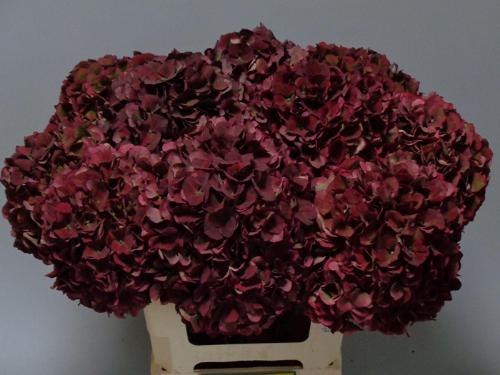 Hydrangea macrophylla Magical Pink Ruby (classic)