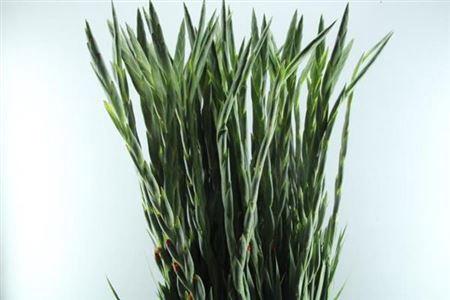 Gladiolus (Large-flowered Grp) 'Stormy'