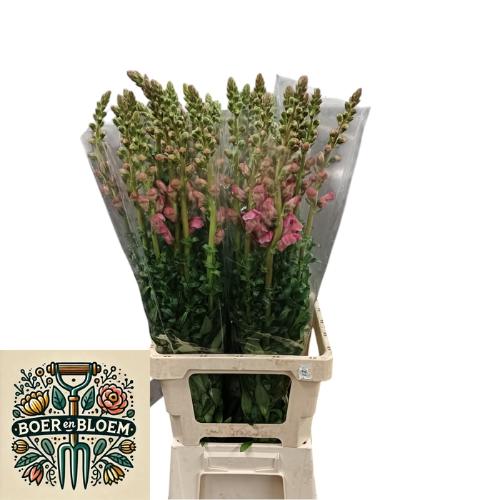 Antirrhinum majus 'Antibes Pink'