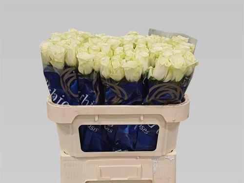Rosa grootbloemig Snowstorm+