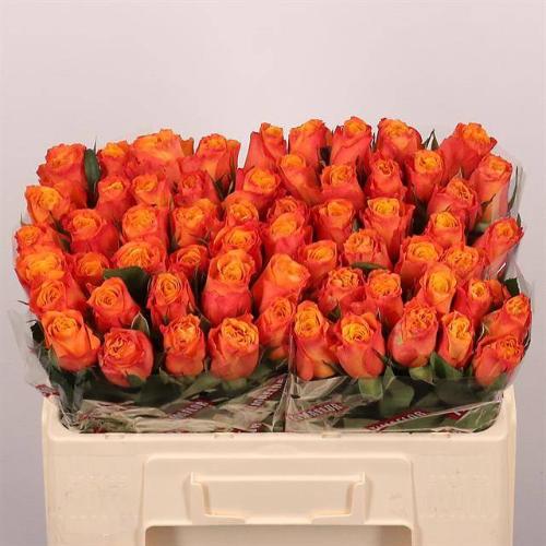 Rosa grootbloemig Confidens