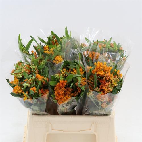 Asclepias tuberosa