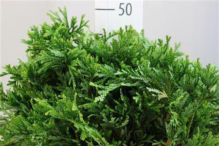 Thujopsis dolabrata per bos