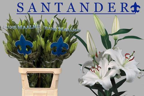 Lilium Oriental Grp 'Santander'