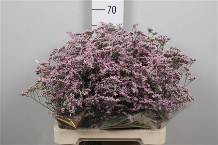 Limonium Safora Oshi Pink