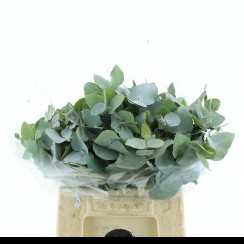 Eucalyptus cinerea