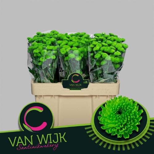 Chrysanthemum Indicum Grp tros santini Country