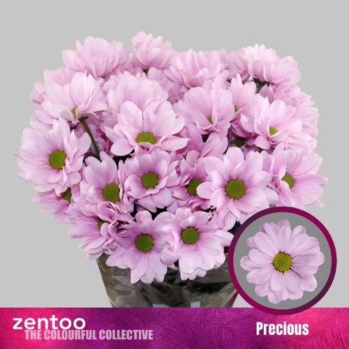 Chrysanthemum (Indicum Grp) tros Precious