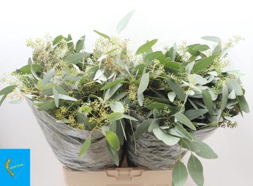 Eucalyptus per bos polyanthemos (fruit)