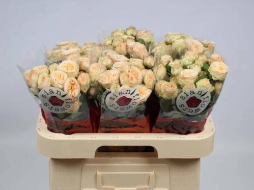 Rosa tros Gentle Trendsetter