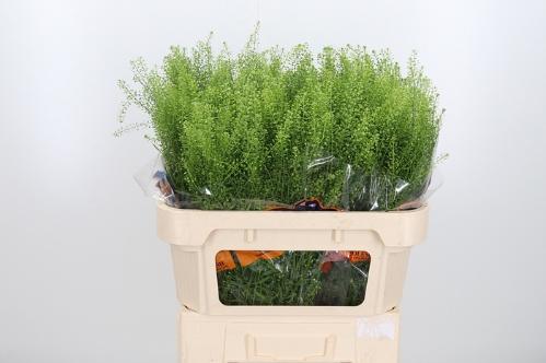 Thlaspi Green Bell