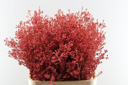 Chamelaucium kleurbehandeld H%