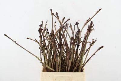 Kastanje-tak (Aesculus)