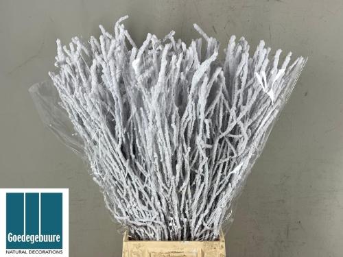 Betula kleurbehandeld H%