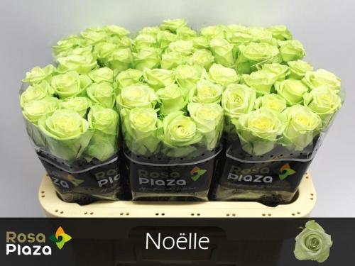 Rosa grootbloemig Noëlle!