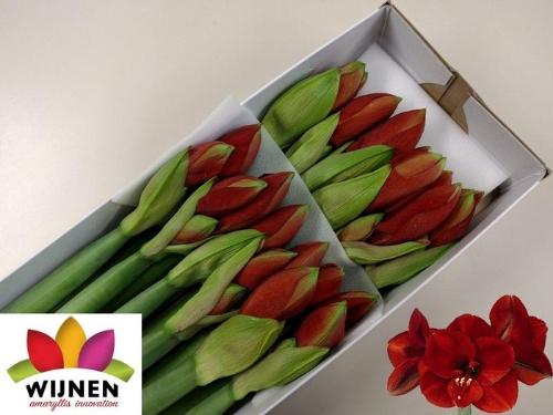 Hippeastrum Galaxy Grp 'Ferrari'