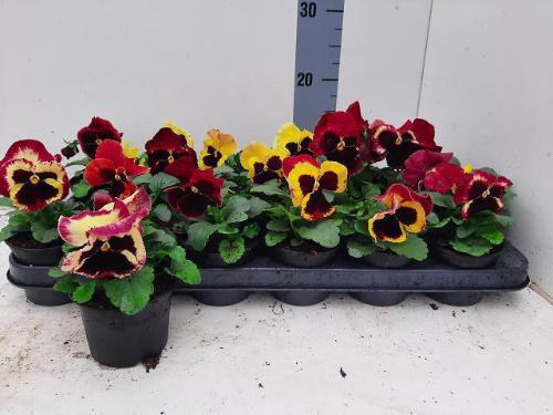 Viola x wittrockiana Delta F1 Rose Surprise