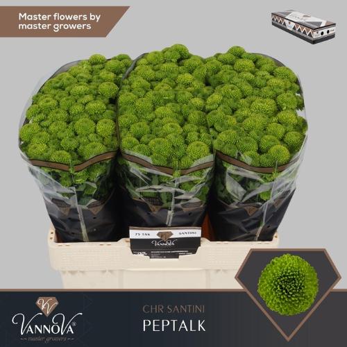 Chrysanthemum (Indicum Grp) tros santini AAA Peptalk