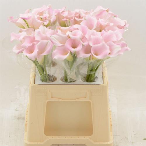 Zantedeschia Sweet Art