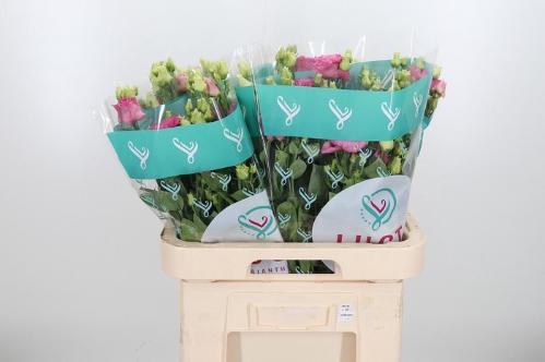 Eustoma russellianum gevuldbloemig 'Alissa Rose Pink'