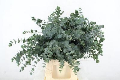 Eucalyptus gunnii Azura