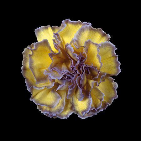 Dianthus standaard kleurbehandeld H%