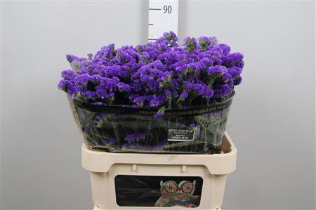 Limonium sinuatum 'Crystal Dark Blue'