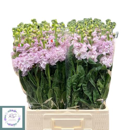 Matthiola incana 'Iron Cherry Blossom'