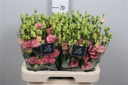 Eustoma russellianum gevuldbloemig russellianum 'Sabrina Orange'