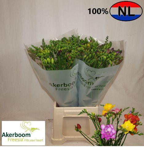 Freesia enkelbloemig gemengd