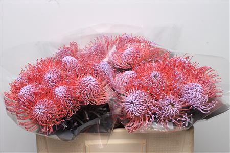 Leucospermum 'Naomi' kleurbehandeld H%