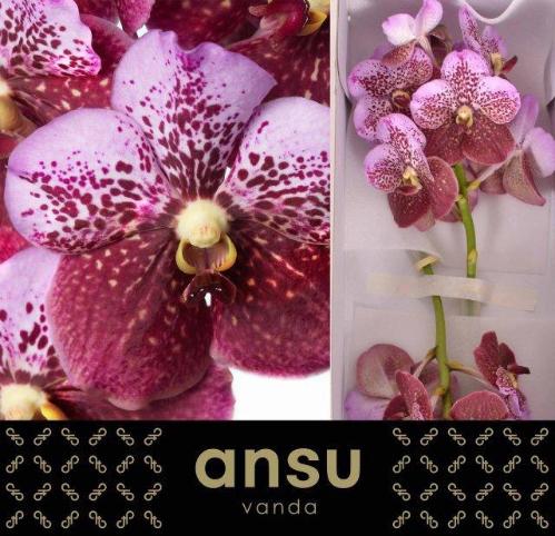 Vanda Divana Pink and Mahogany