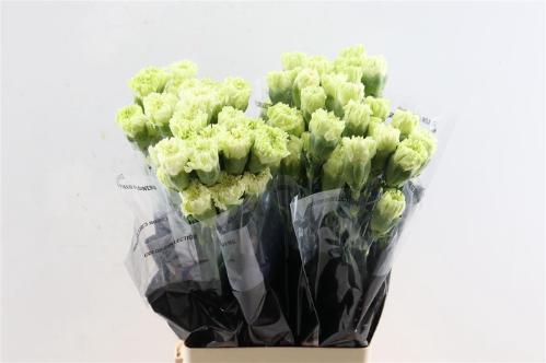 Dianthus standaard Goblin