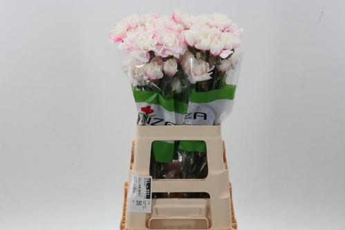 Dianthus standaard kleurbehandeld H%