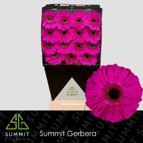 Gerbera grootbloemig Zico+