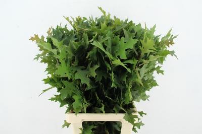 Quercus palustris