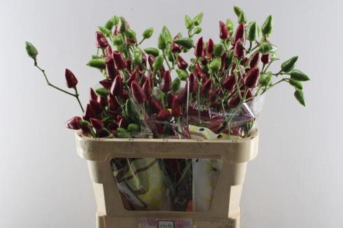 Capsicum annuum 'Xmas'