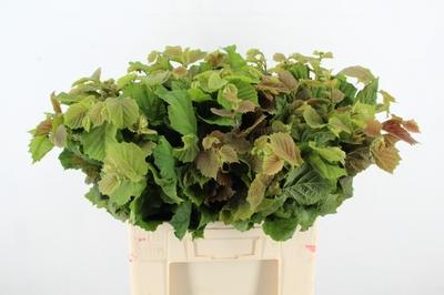 Corylus avellana 'Aurea'