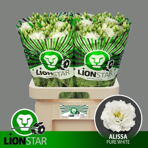 Eustoma russellianum gevuldbloemig 'Alissa Pure White'