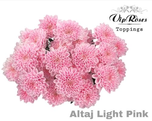 Chrysanthemum Indicum Grp tros kas kleurbehandeld H%